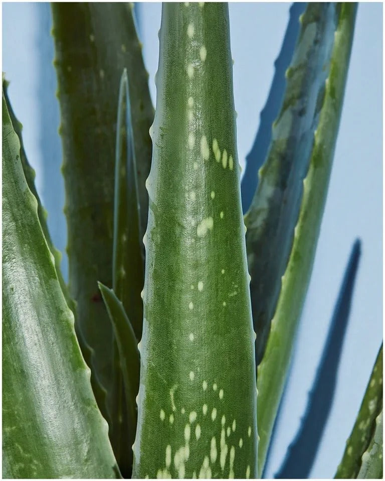 NIVEA NATURALLY GOOD CRÈME DU JOUR ALOE VERA BIO SOIN VISAGE HYDRATANT 50 ML
